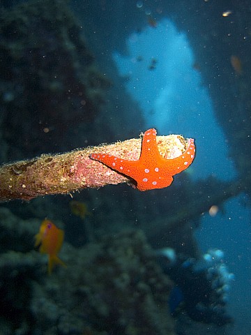 CRW_3531.jpg