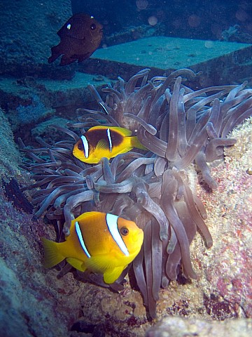 CRW_3688.jpg
