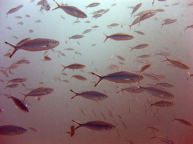 CRW_3696.jpg