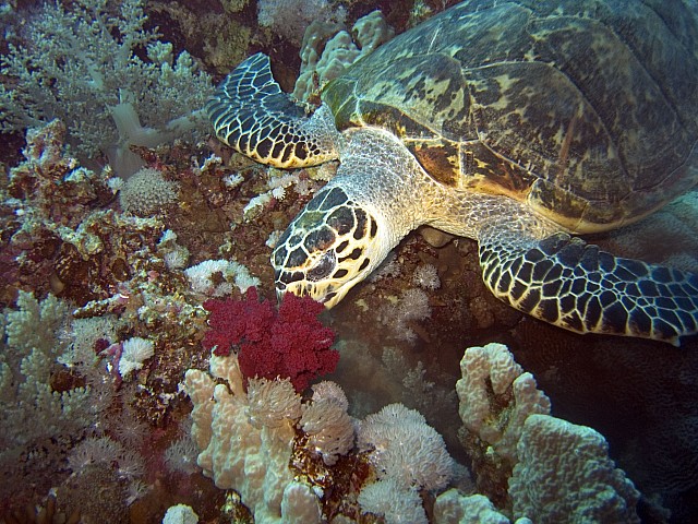 CRW_3978.jpg