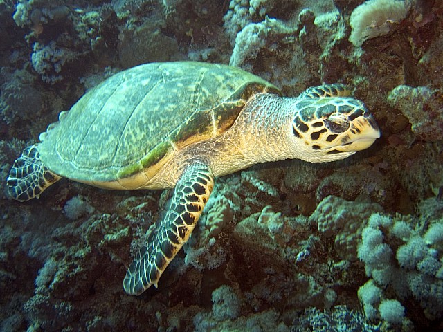 CRW_3984.jpg