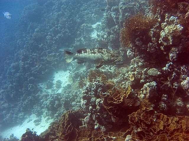 CRW_4137.jpg