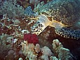 CRW_3978.jpg